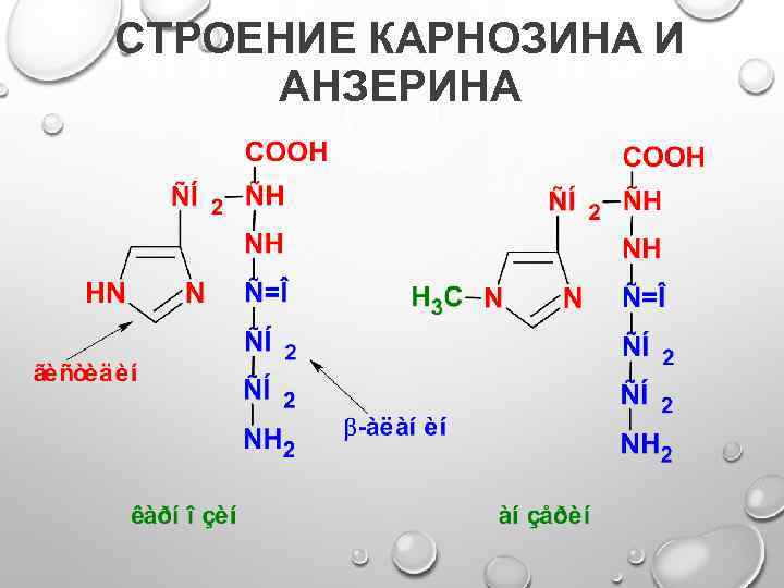 СТРОЕНИЕ КАРНОЗИНА И АНЗЕРИНА 