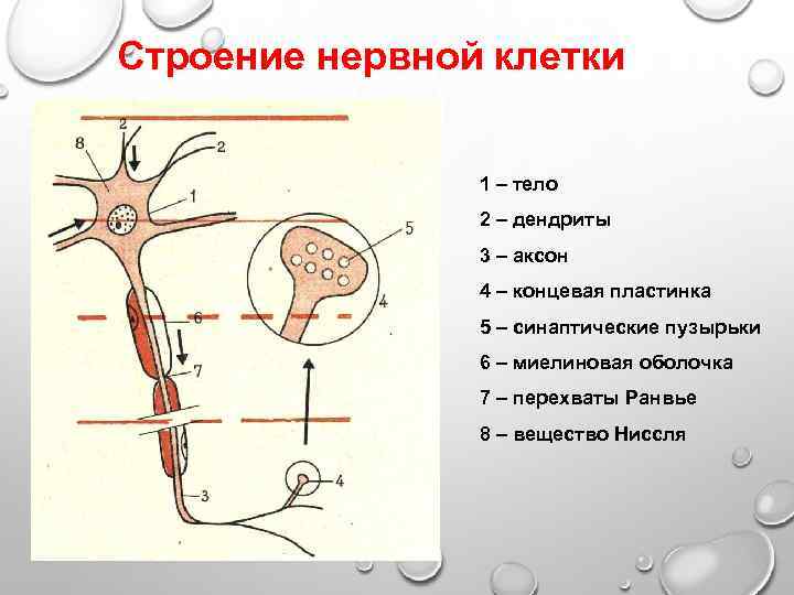 Строение нервной клетки 1 – тело 2 – дендриты 3 – аксон 4 –