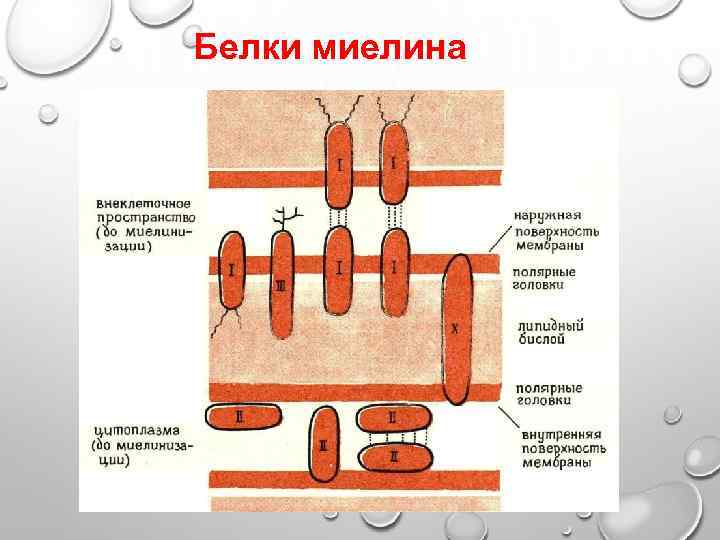 Белки миелина 