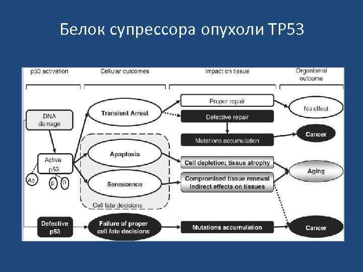 Белок супрессора опухоли ТР 53 