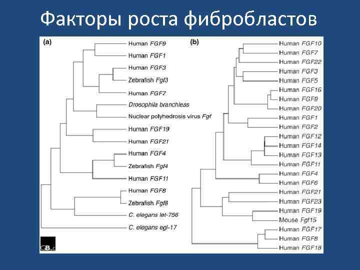 Факторы роста фибробластов 