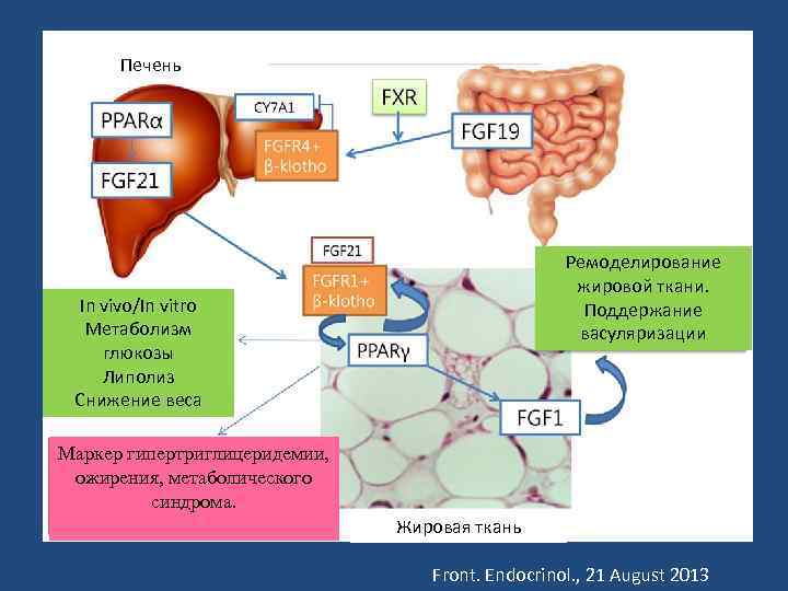 Печень Ремоделирование жировой ткани. Поддержание васуляризации In vivo/In vitro Метаболизм глюкозы Липолиз Снижение веса