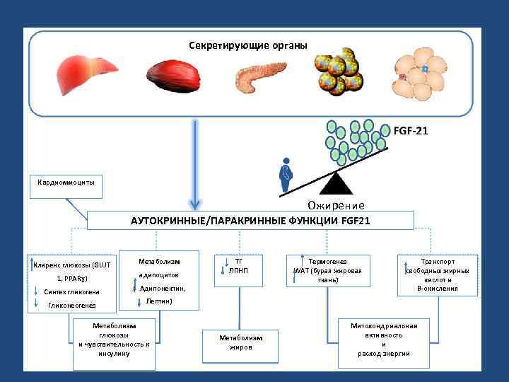 Секретирующие органы Кардиомиоциты Ожирение АУТОКРИННЫЕ/ПАРАКРИННЫЕ ФУНКЦИИ FGF 21 Клиренс глюкозы (GLUT 1, PPARɣ) Синтез