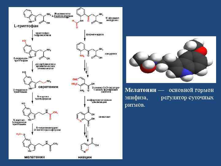 Мелатонин — основной гормон эпифиза, регулятор суточных ритмов. 