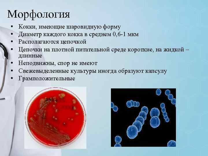 Морфология • • Кокки, имеющие шаровидную форму Диаметр каждого кокка в среднем 0, 6