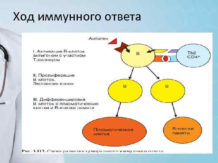 Ход иммунного ответа 