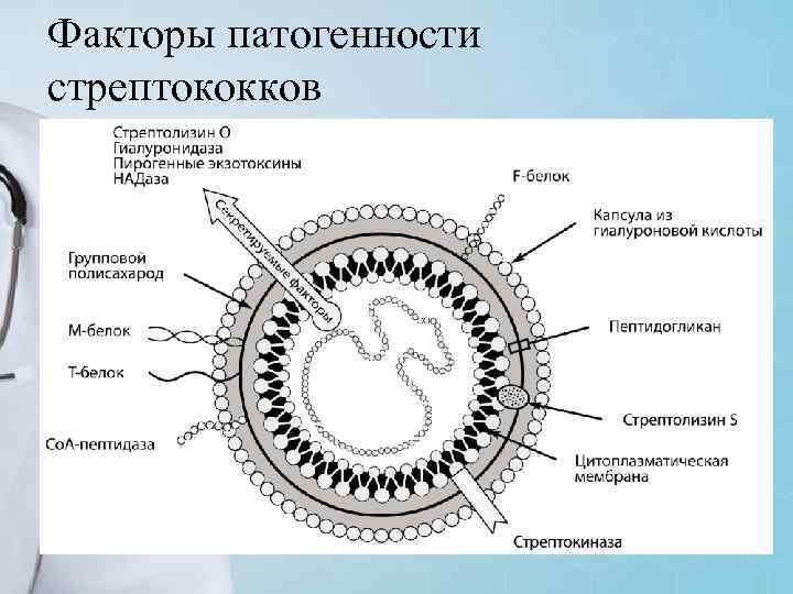 Факторы патогенности стрептококков 