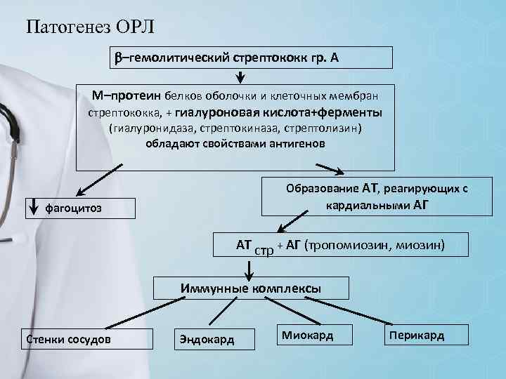 Патогенез ОРЛ –гемолитический стрептококк гр. А М–протеин белков оболочки и клеточных мембран стрептококка, +