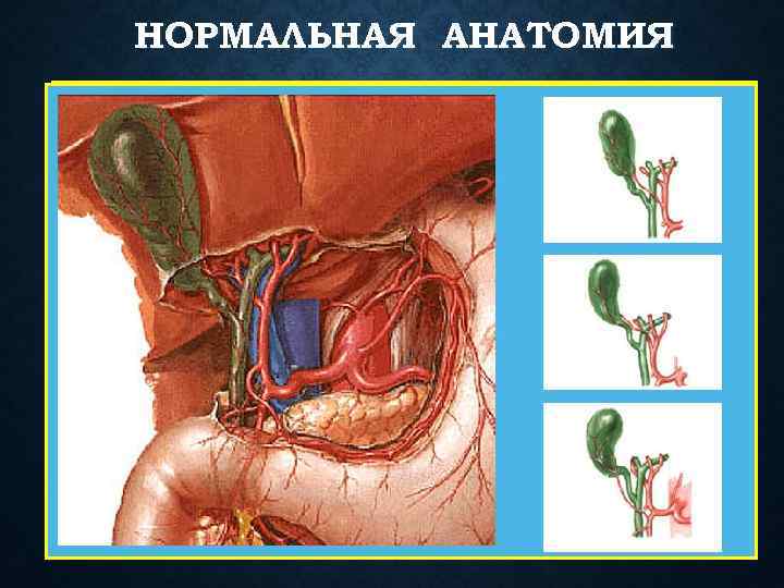 НОРМАЛЬНАЯ АНАТОМИЯ 