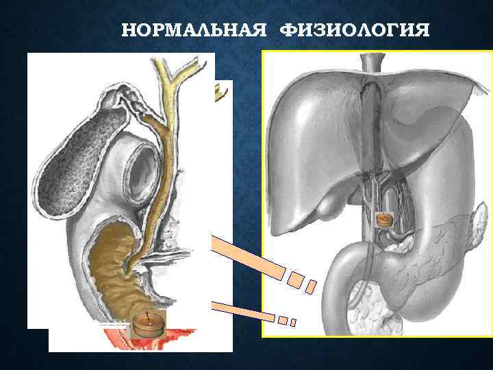 НОРМАЛЬНАЯ ФИЗИОЛОГИЯ H 2 O 