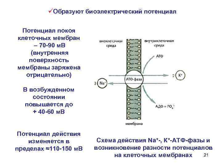 üОбразуют биоэлектрический потенциал Потенциал покоя клеточных мембран – 70 -90 м. В (внутренняя поверхность