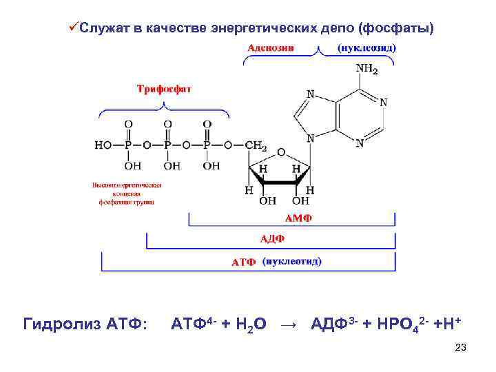 Гидролиз атф