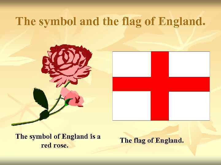 Rose symbol of england