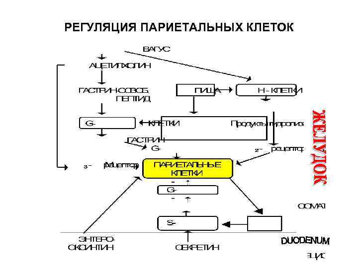 РЕГУЛЯЦИЯ ПАРИЕТАЛЬНЫХ КЛЕТОК 