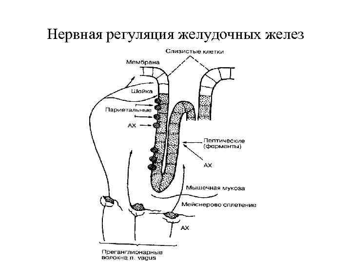 Нервная регуляция желудочных желез 
