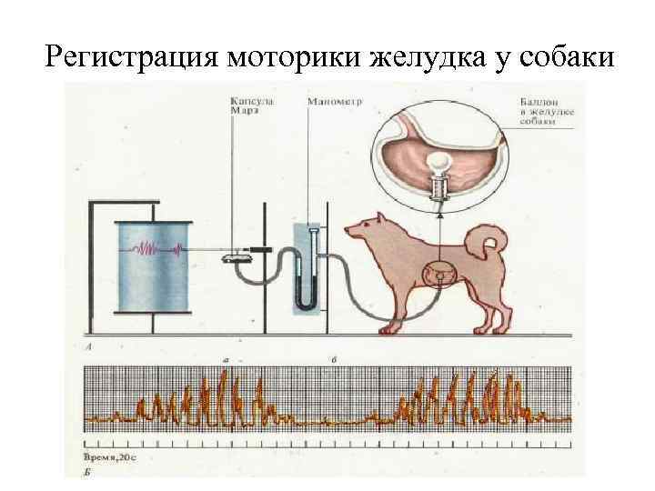 Регистрация моторики желудка у собаки 