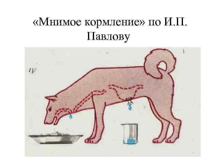  «Мнимое кормление» по И. П. Павлову 