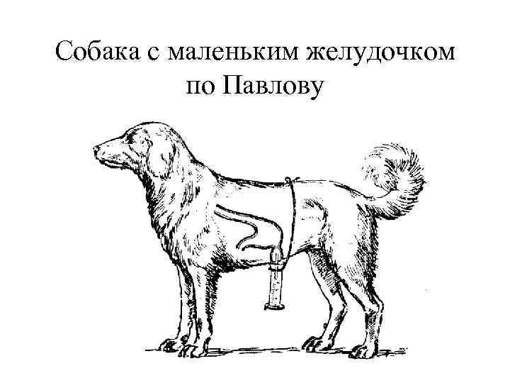 Собака с маленьким желудочком по Павлову 