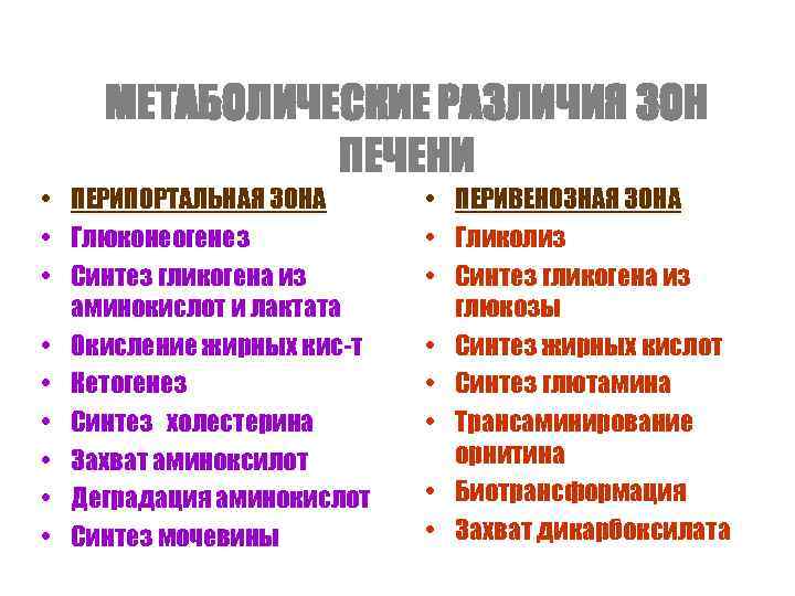 МЕТАБОЛИЧЕСКИЕ РАЗЛИЧИЯ ЗОН ПЕЧЕНИ • ПЕРИПОРТАЛЬНАЯ ЗОНА • Глюконеогенез • Синтез гликогена из аминокислот
