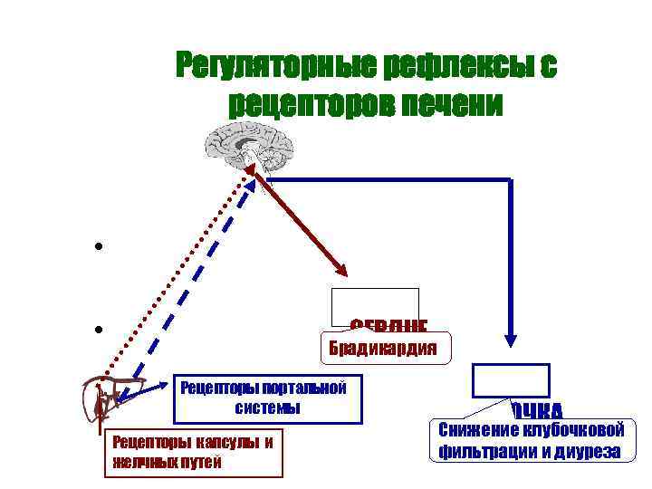 Регуляторные рефлексы с рецепторов печени • • • СЕРДЦЕ Брадикардия Рецепторы портальной системы Рецепторы