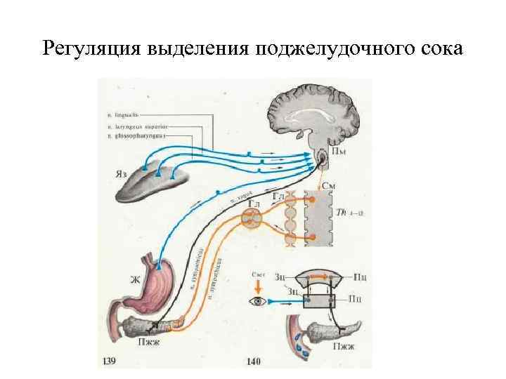 Регуляция выделения поджелудочного сока 