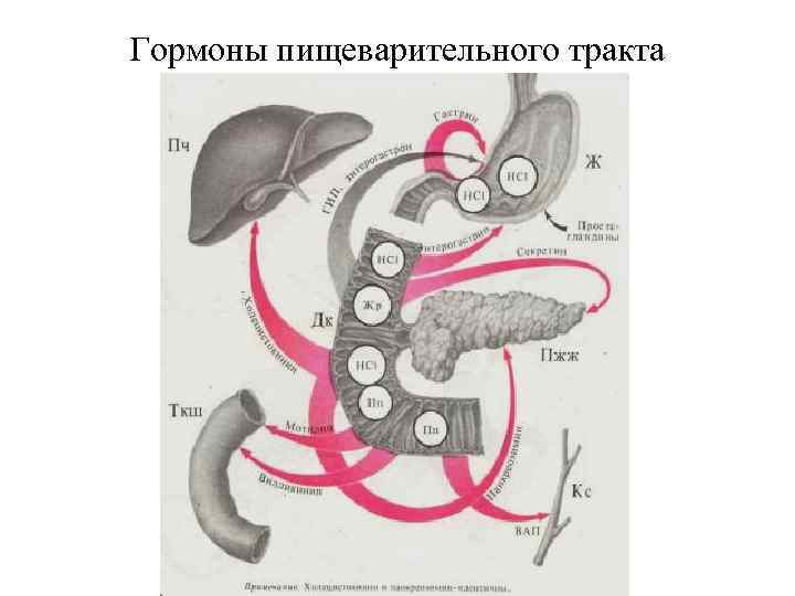 Гормоны пищеварительного тракта 