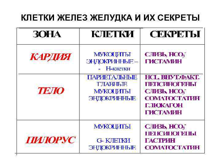 КЛЕТКИ ЖЕЛЕЗ ЖЕЛУДКА И ИХ СЕКРЕТЫ 