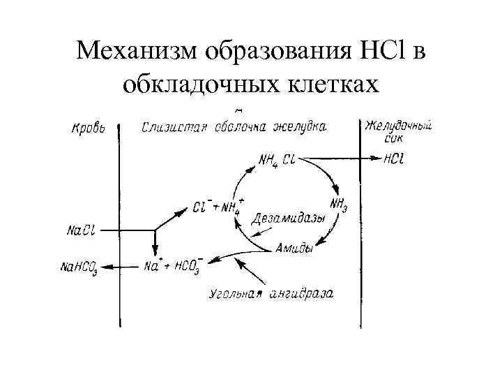 Механизм образования HCl в обкладочных клетках 