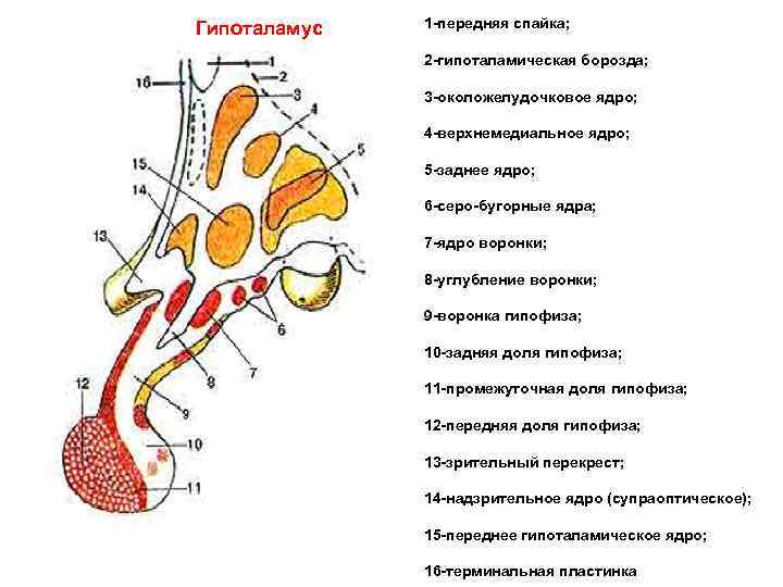 Гипоталамус 1 передняя спайка; 2 гипоталамическая борозда; 3 околожелудочковое ядро; 4 верхнемедиальное ядро; 5