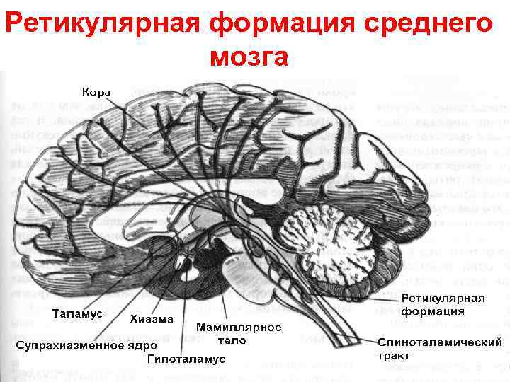 Ретикулярная формация среднего мозга 