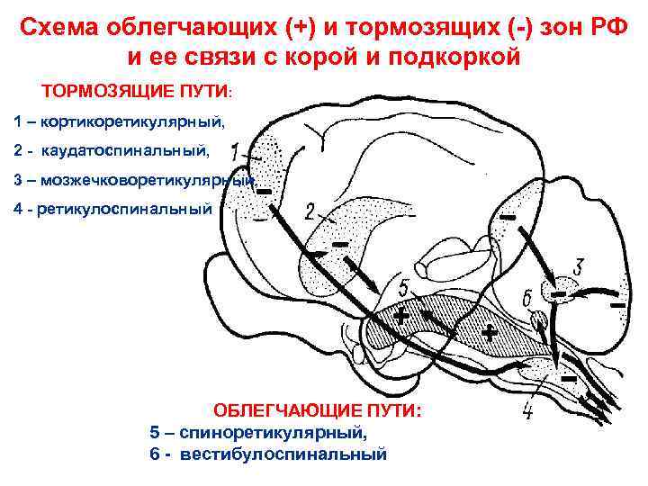 Схема облегчающих (+) и тормозящих ( ) зон РФ и ее связи с корой