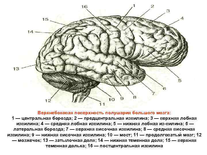 Верхнебоковая поверхность полушария большого мозга: 1 — центральная борозда; 2 — предцентральная извилина; 3