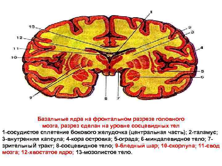 Базальные ядра на фронтальном разрезе головного мозга, разрез сделан на уровне сосцевидных тел 1