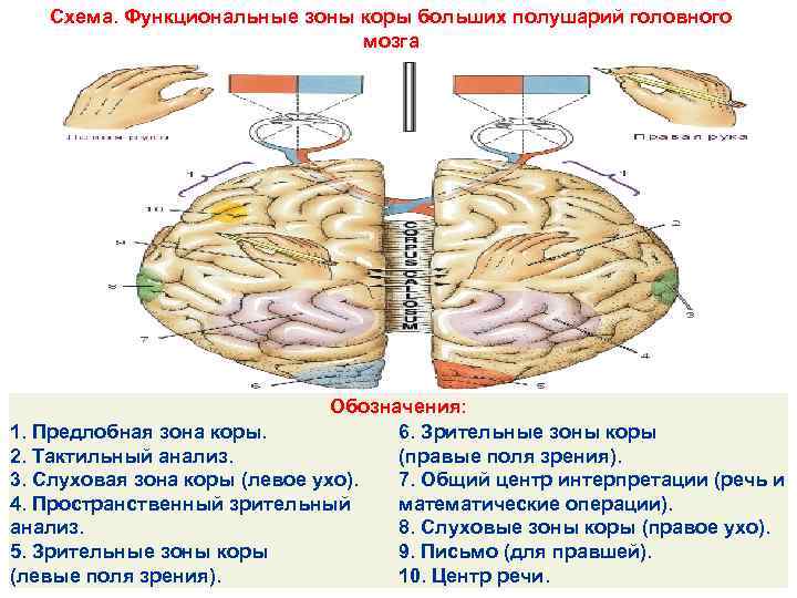 Схема. Функциональные зоны коры больших полушарий головного мозга Обозначения: 1. Предлобная зона коры. 6.