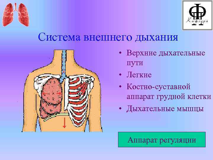 Схема легочного дыхания