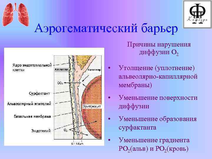 Аэрогематический барьер презентация