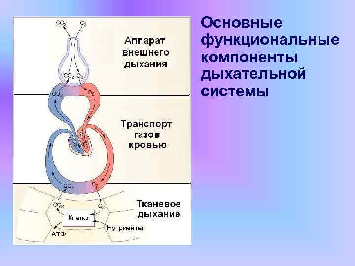 Основные функциональные компоненты дыхательной системы 