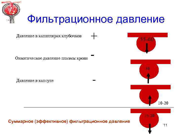 Фильтрационное давление Давление в капиллярах клубочков Онкотическое давление плазмы крови + 55 -60 30