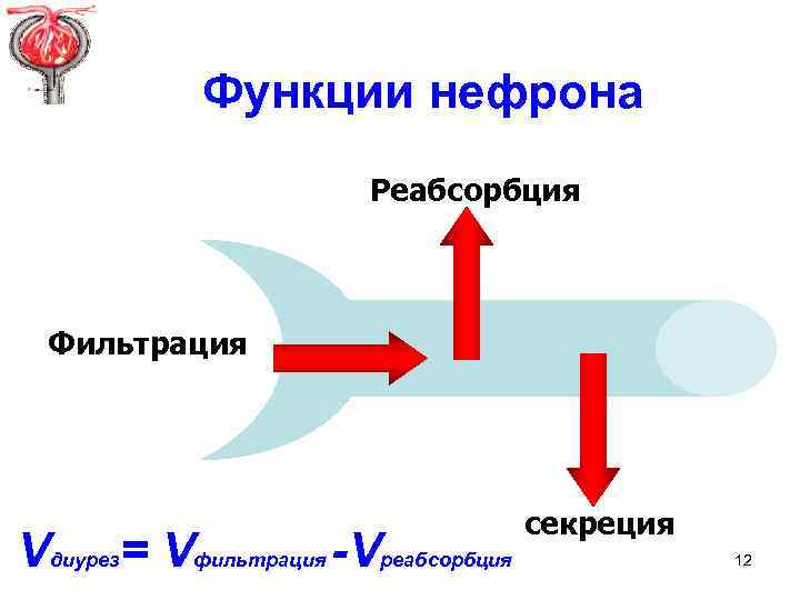Функции нефрона Реабсорбция Фильтрация Vдиурез= Vфильтрация -Vреабсорбция секреция 12 