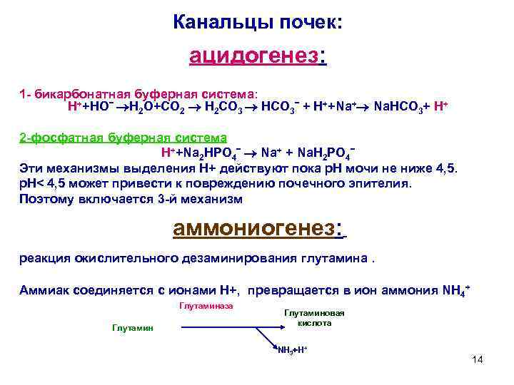 Ацидогенез в желудке схема регуляция