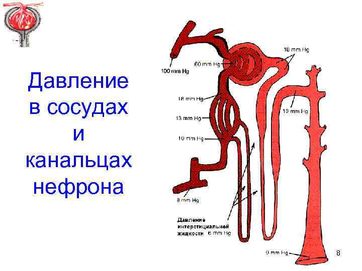 Давление в сосудах и канальцах нефрона 8 