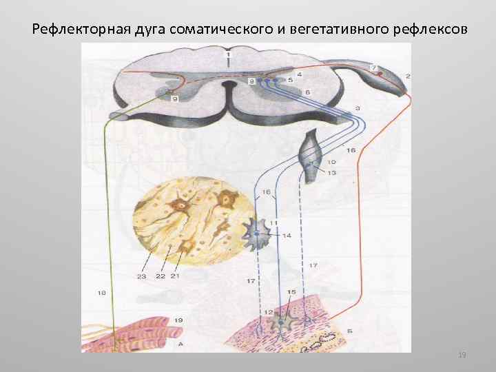 Рефлекторная дуга соматического и вегетативного рефлексов 19 