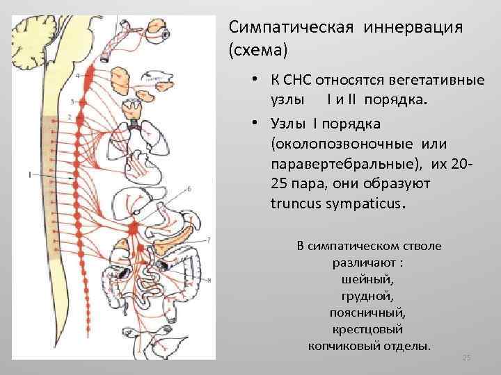 Симпатическая иннервация (схема) • К СНС относятся вегетативные узлы I и II порядка. •