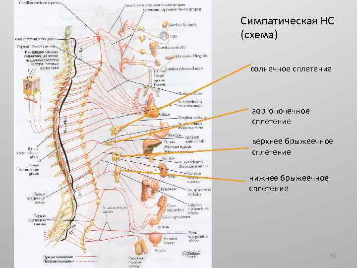 Симпатическая НС (схема) солнечное сплетение аортопочечное сплетение верхнее брыжеечное сплетение нижнее брыжеечное сплетение 30