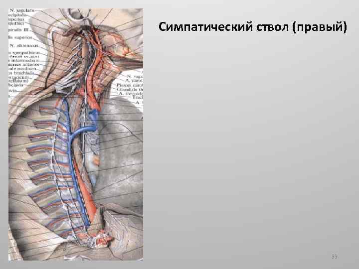 Симпатический ствол (правый) 33 