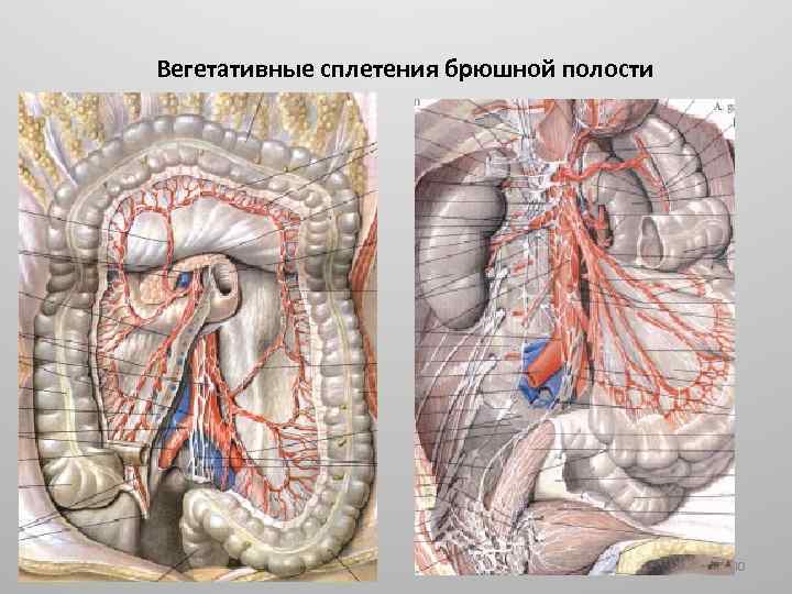 Вегетативные сплетения брюшной полости 40 