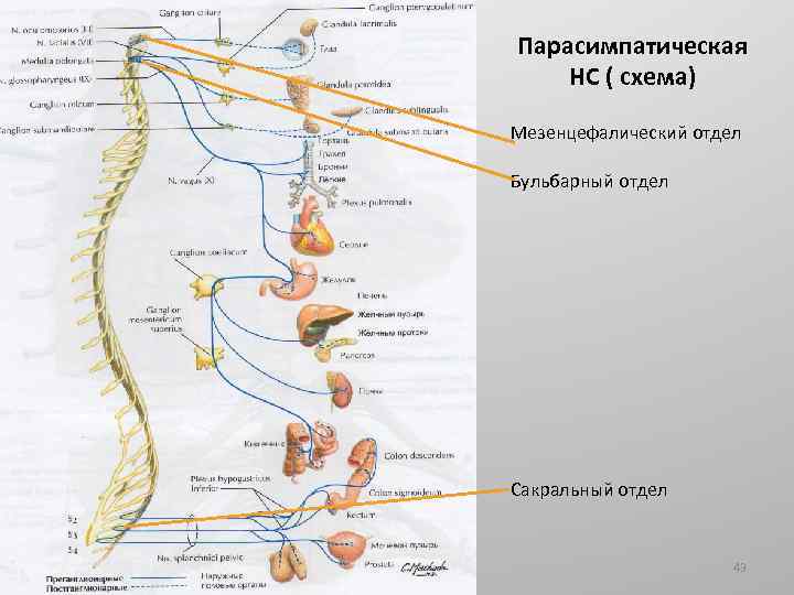 Парасимпатическая НС ( схема) Мезенцефалический отдел Бульбарный отдел Сакральный отдел 43 