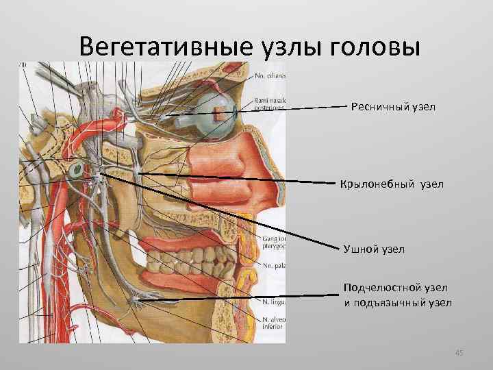 Вегетативные узлы головы Ресничный узел Крылонебный узел Ушной узел Подчелюстной узел и подъязычный узел