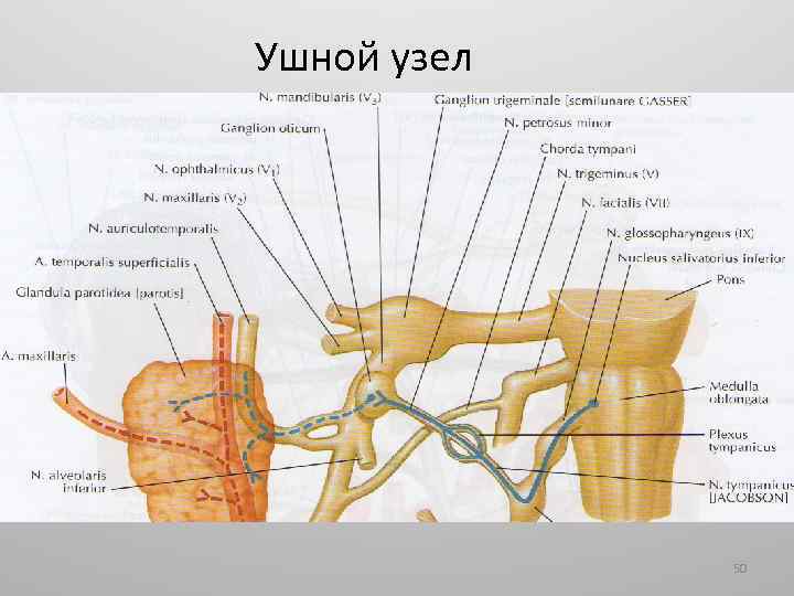 Ушной узел 50 