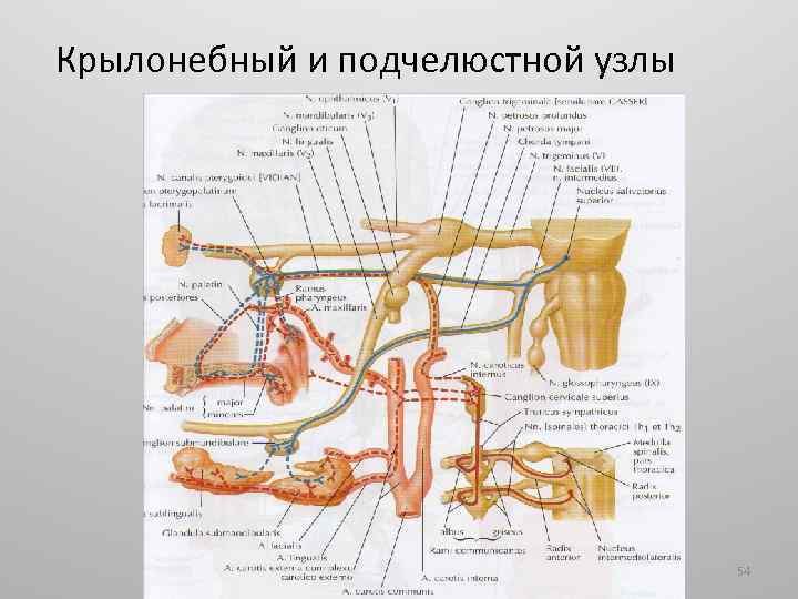 Крылонебный и подчелюстной узлы 54 